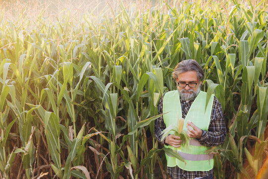 Agronomist examining corn harvest in field, checking crop quality and yield for sustainable agriculture