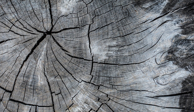 Dark wood cross section with natural grain texture