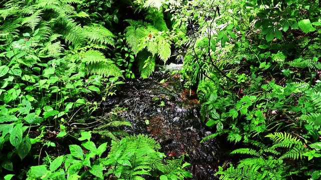 瀞川平湿原の小川のせせらぎ（音声なし）