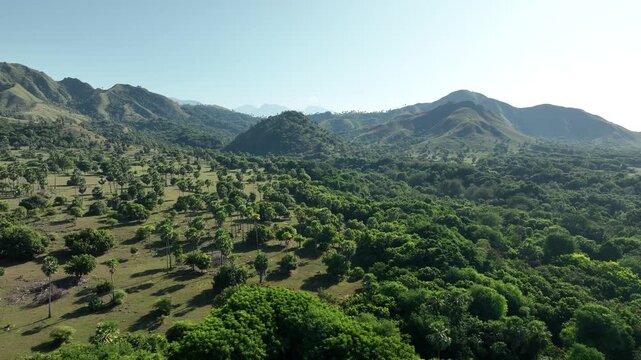 Aerial view of Nuca Molas featuring lush palm trees, dense forest, and rolling hills under a clear sky in Satar Mese Barat, East Nusa Tenggara, Indonesia.