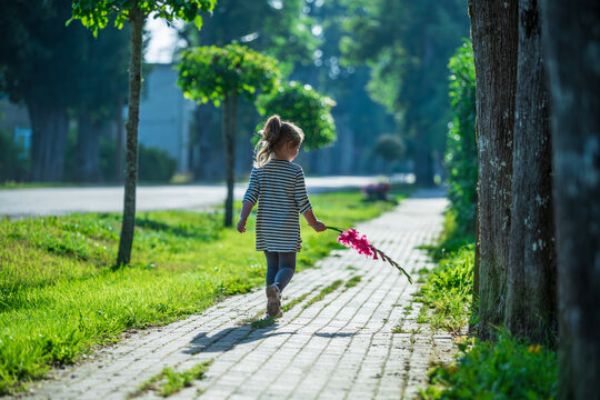 Little girl holding a pink gladiolus flower walking on sunny pavement path to school on first day of september back to school concept in Latvia