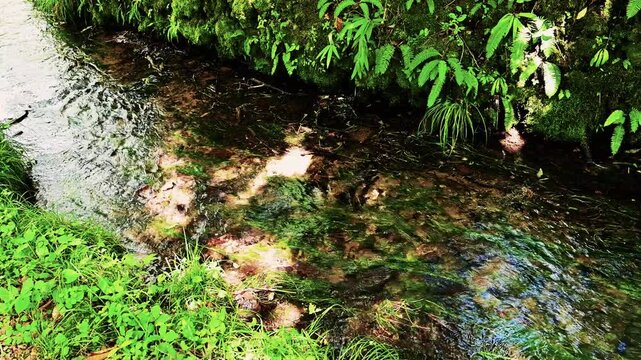 瀞川平湿原の小川のせせらぎ（音声なし）