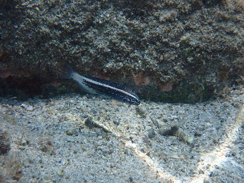 Kamohara's Blenny Meiacanthus kamoharai Swimming Over a Rocky Seabed