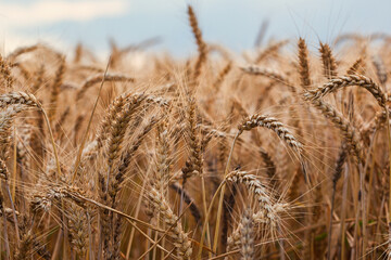 Obraz premium Golden wheat field