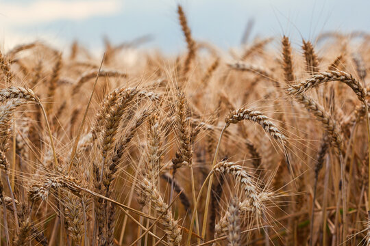 Golden wheat field