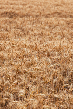 Golden wheat field