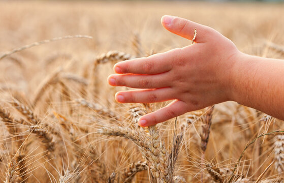 Little girl walking through wheat field