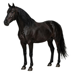 Fototapeta premium Sleek black horse standing in profile against pure white studio background isolated cutout