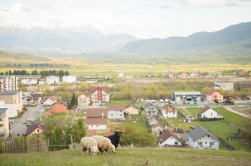 Fototapeta premium Serene sheep wander across a verdant hillside, enjoying nature’s tranquility while a charming village lies below