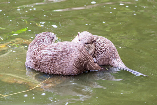 A pair of Asian small-clawed otters grooming and cuddling in the water. These playful, highly social mammals are the world's smallest otter species and are known for their strong family bonds.