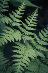 green fern leaves closeup image © Hanif