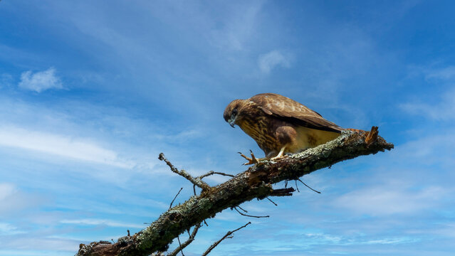 Common Buzzard Perched on a Tree Branch Against Blue Sky