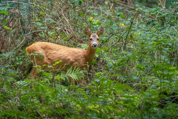 Wild Roe Deer Standing in Dense Green Forest Thicket © LeonHansenPhoto