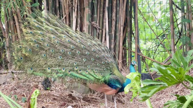 blue peacock slowly lower its feathers down, side portrait of indian peafowl walking after dancing