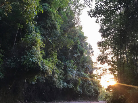Lush tropical forest illuminated by warm sunset light, creating a peaceful natural landscape with dramatic trees and glowing sky.