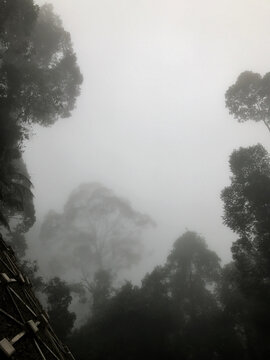 Misty tropical forest covered in dense fog, creating a mysterious atmospheric wilderness landscape with towering trees.