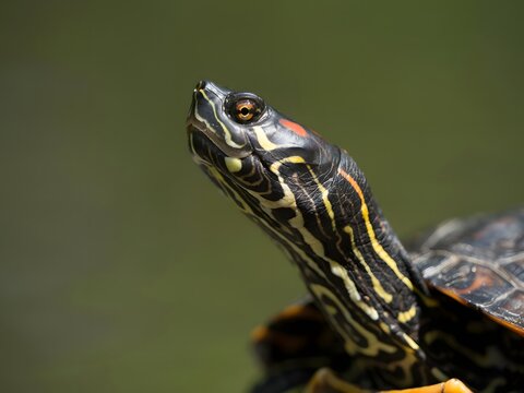 Close-up portrait of wild eastern box turtle with detailed shell and alert expression in natural habitat