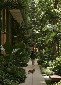 Woman walking her dog on a pathway in a tropical garden. the pathway is made of concrete and is surrounded by lush greenery, including tall palm trees, ferns, and other tropical plants.