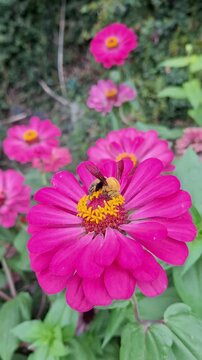 Yellow-sided Carpenter (Xylocopa minor) or large carpenter bee extracting nector from Zinnia flowers