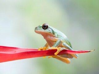Fototapeta premium Tiny tree frog clinging to vibrant red leaf in natural habitat close-up