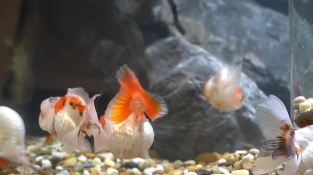 Three oranda goldfish swim gracefully in a clear aquarium with rocky decorations