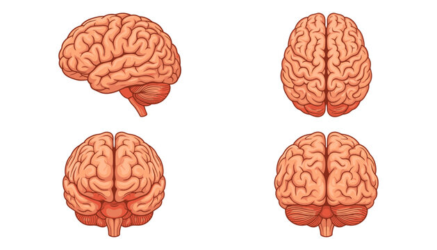 Human brain anatomy vector set showing side top front and back views for medical education neuroscience or healthcare design