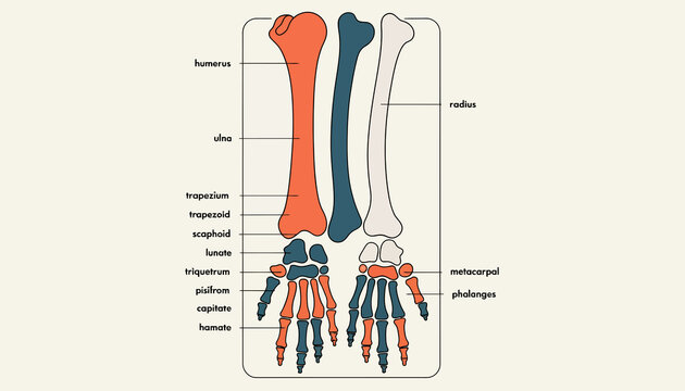 Anatomical illustration of human arm and hand bones, with labels for scientific education and medical diagrams.