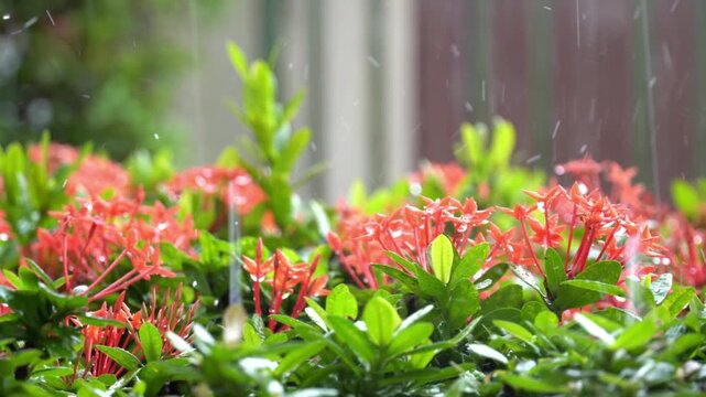 Vibrant red Ixora flowers glistening under gentle summer rain showers