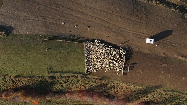  Slow motion aerial view of sheep in sheepfold in the mountains by drone