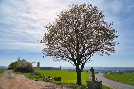 Wayside shrine Cross and Tree by a Country Road