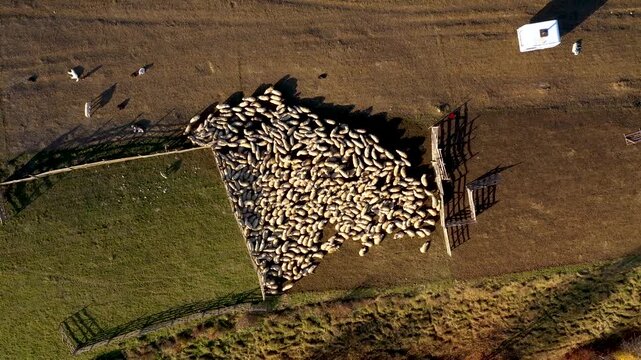  Slow motion aerial view of sheep in sheepfold in the mountains by drone