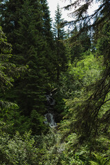Scenic small waterfall cascading down a rocky slope in a dense mountain pine forest. © Olga