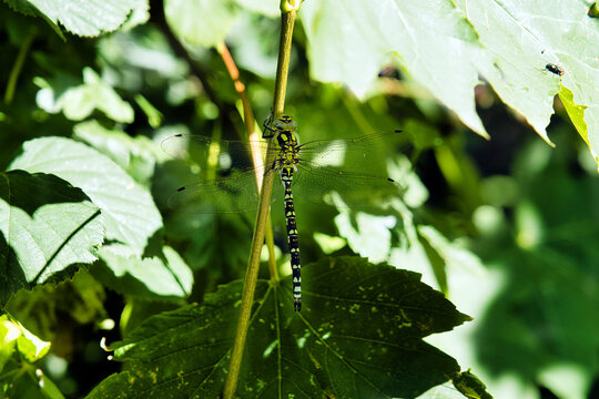 dragon-fly