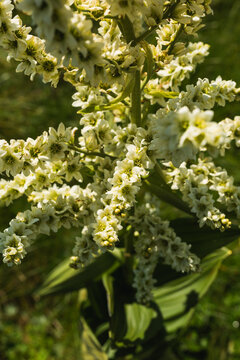 Close up of a blooming white Veratrum album plant in a green summer meadow.
