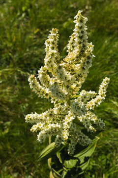 Tall stem of white Veratrum album flowers blooming in a grassy mountain meadow.