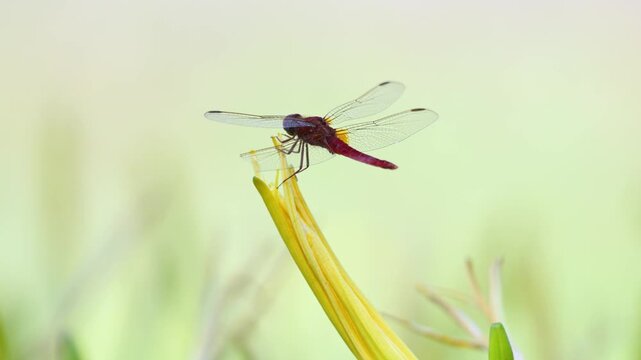 Mature male Red darter resting on the lookout on a on a withered flower of hemerocalle before taking off. Crocothemis erythraea, Hemerocallis sp, Indre-et-Loire 37, r&eacute;gion Centre, France, Europe