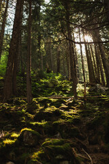 Beautiful sun rays shining through pine trees onto a mossy forest floor. © Olga