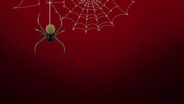 A realistic spider hanging from a spider web against a deep red background, perfect for halloween themes and spooky designs