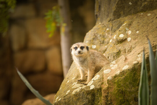 Meerkat standing alert on a sunlit rock and looking toward the camera.