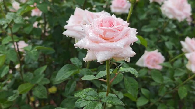 White and pink roses in a garden on a high mountain.