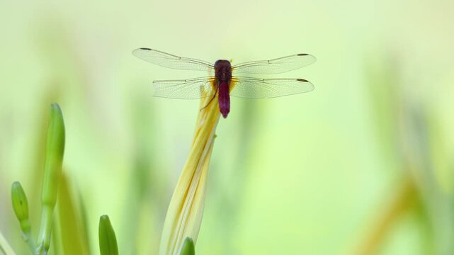 Mature male Red darter resting on the lookout staying still on a on a withered flower of hemerocalle in summer. Crocothemis erythraea, Hemerocallis sp, Indre-et-Loire 37, r&eacute;gion Centre, France, Europe