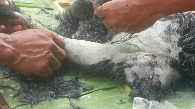Traditional cleaning or scraping of black goat hair using lime.