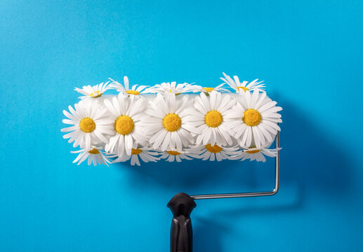 Paint roller with fresh Daisy flowers on blue background