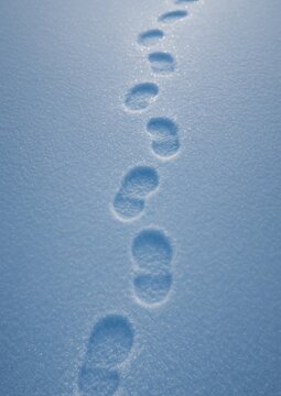Footprints trail across snowy landscape.