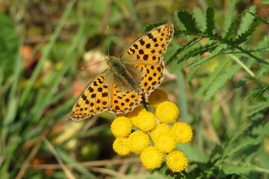 Argynnis paphia butterfly on yellow tansy flowers in the garden