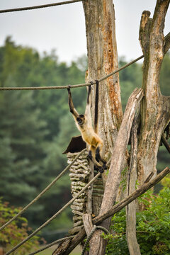 A spider monkey climbing on wooden structures and ropes, showing its agility and long tail. The moment captures natural animal behavior in an outdoor environment.	
