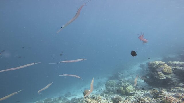 A school of slender cornetfish glides through blue tropical water above a diverse coral reef in the Maldives, accompanied by small reef fish in a serene wide underwater scene.