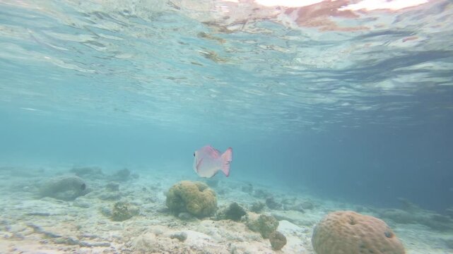 A solitary bigeye emperor stays ahead of the moving camera, shifting from rear to side profile over coral rubble and pale sand beneath the bright surface in shallow Maldives waters.