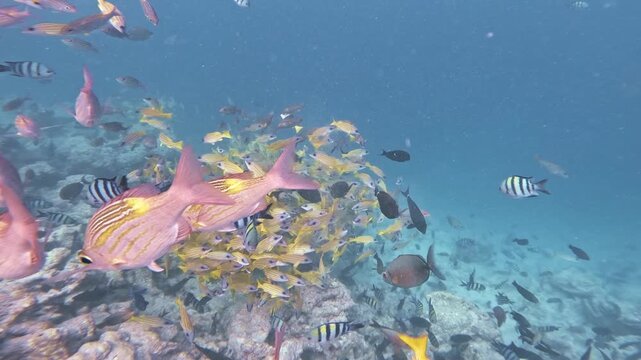 Dense schools of yellow bluestripe snapper and pink squirrelfish weave above a coral reef, joined by sergeant majors and other tropical marine life in the Maldives.