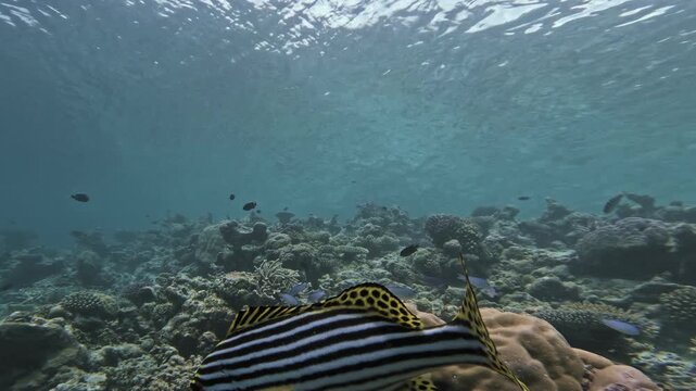 A boldly striped oriental sweetlips glides close past the camera above a sunlit tropical reef, surrounded by corals, sponges and small fish in clear Maldivian waters.